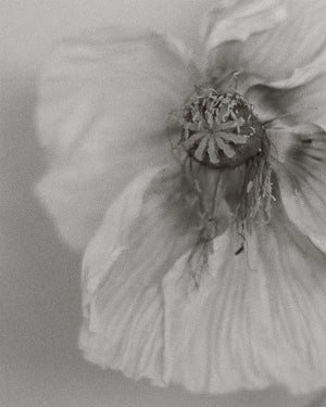 A Scent for Every Mood: Fragrances